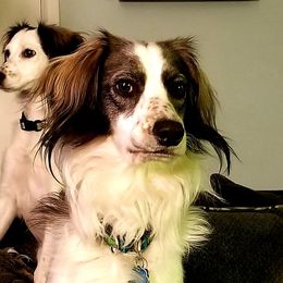 Companion Cross Puppies from Mandala Dogs