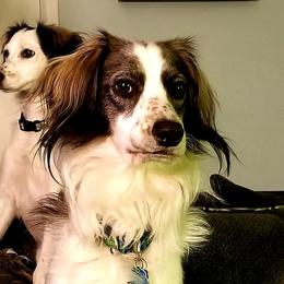 Companion Cross Puppies from Mandala Dogs