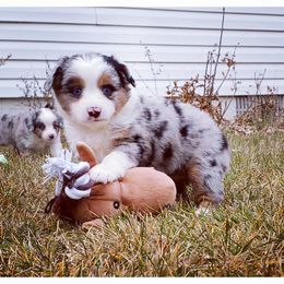 Miniature Australian Shepherd and Toy Australian Shepherd Puppies from Long's lil Aussies