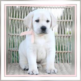 Cleo's Peachy - Yellow female Labrador Retriever puppy in Pasco, Washington from ROCK CREEK LABRADORS Pasco, WA