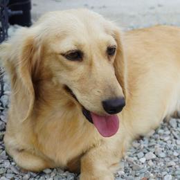 Dachshunds from Royal Paws