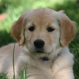Golden Retrievers and Wirehaired Pointing Griffons from Woodecoy Golden Retrievers and Wirehaired Pointing Griffons