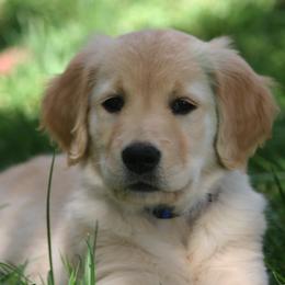 Golden Retrievers and Wirehaired Pointing Griffons from Woodecoy Golden Retrievers and Wirehaired Pointing Griffons