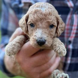 Reese - Apricot male Poodle puppy in St. Johnsbury, Vermont from Poodles of the Northern Woods