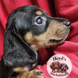Beast - Black and tan male Dachshund puppy in Hoquiam, Washington from Heyd's Mini Dachshunds