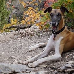 Whippets from Alpine Whippets
