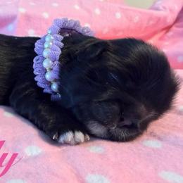 Mindy - Black female Shih Tzu puppy in Hemet, California from Aloha Shih Tzu