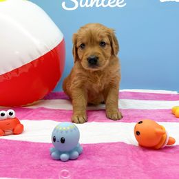 Golden Retriever Puppies from Nirvana Goldens