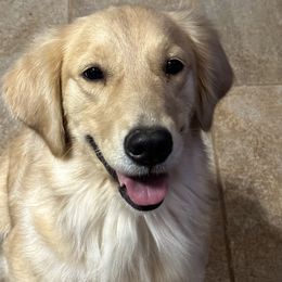 Girl 2 - Golden Retriever puppy in Fieldale, Virginia from Interlock Goldens