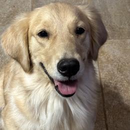 Girl 2 - Golden Retriever puppy in Fieldale, Virginia from Interlock Goldens