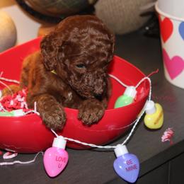 Yellow - Red  male Poodle puppy in Summit, Mississippi from poodles and doodles llc