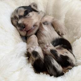 Zero - Dapple male Dachshund puppy in Perris, California from THE DACH HOUSE ♡