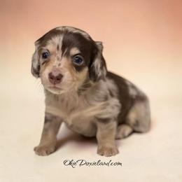 Marni - Chocolate and cream female Dachshund puppy in Oklahoma City, Oklahoma from OkieDoxieland Dachshunds