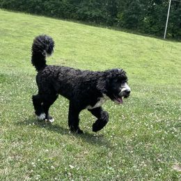 Aussiedoodle and Bernedoodle All Grown Up from Hickory Hideaway Doodles