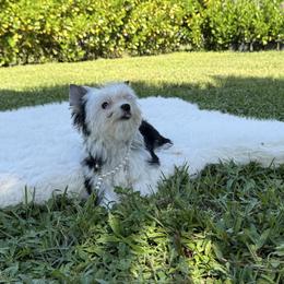 Enzo - Parti male Yorkshire Terrier puppy in Naples, Florida from 🤎 Dreaming Puppies 🐶