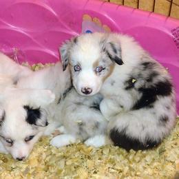 Australian Shepherd Puppies from High Desert Aussies