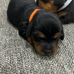 Girl 2 - Black and tan female Dachshund puppy in Miami, Florida from Marble Dachshunds