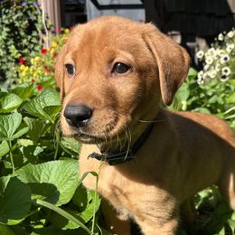 Chris - Yellow male Labrador Retriever puppy in Alger, Ohio from Osborne Family Retrievers