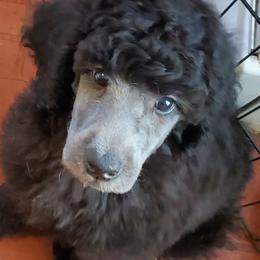 Poodle Puppies from Lavender's Stunning Standards