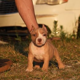 Liones - Red sable male American Bully puppy in Orlinda, Tennessee from SimplyBullies