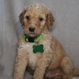 Peanut Butter - Cream male Goldendoodle puppy in Howard City, Michigan from Doodles and Chaos