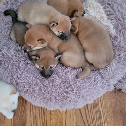 Shiba Inu Puppies from Veronika's Shiba Inus