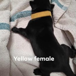 Yello female - Black female Belgian Malinois puppy in Fort Worth, Texas from North Texas Working Malinois