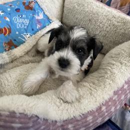 Miniature Schnauzer Puppies from Amanda Tragash