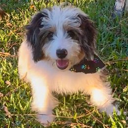 Tucker - Blue merle male Miniature American Shepherd puppy in Crowley, Texas from Nelson's Aussies and Aussiedoodles