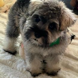 Green Collar - Girl - Salt and pepper female Miniature Schnauzer puppy in Ankeny, Iowa from Maple’s Cockapoo's and Libby's Schnauzer Puppies