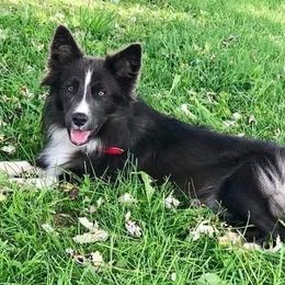 Dylan - Border Collie