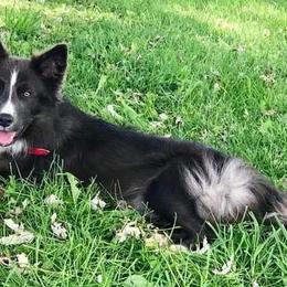 Dylan - Border Collie