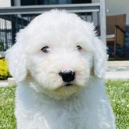 Sheepadoodle Puppies from M&B Puppy Love