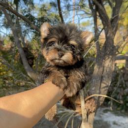Timmy Timothy - Black and tan male Yorkshire Terrier puppy in North Naples, Florida from Moon Ranch Puppies