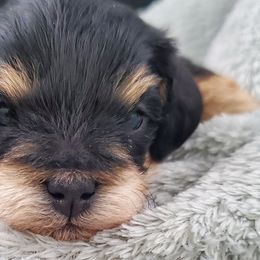 Boy 4 - Schnoodle puppy from Eveleigh Acres Puppies