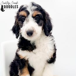 D'Angelo - male Australian Mountain Doodle puppy in Tipton, Indiana from Country Creek Doodles