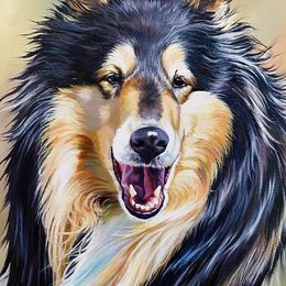 Teagan - Collie