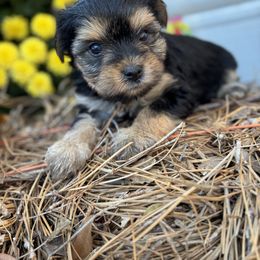 Yorkshire Terrier Puppies from White Oak Yorkies