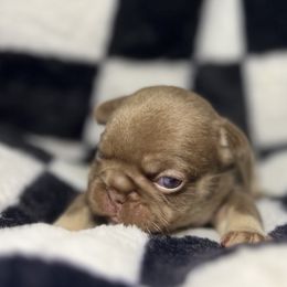 Peach Collar - Liver female French Bulldog puppy in Wagoner, Oklahoma from Frenchie Frys