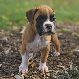 Jenny - Fawn female Boxer puppy in Newville, Pennsylvania from Zimmerman's Pets
