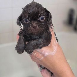 Coco Chanel (Jackie O) - Pink Collar - Chocolate female Shih Tzu puppy in Troy, Ohio from Oodles of Doodles