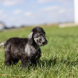 Girl 1 - Blue female Bedlington Terrier puppy in Columbus, Ohio from Three Silo Bedlington Terriers