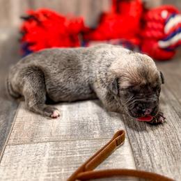 Brown Collar - Gray and fawn male Cane Corso puppy in Catawba, North Carolina from Catawba Cane Corso