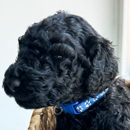 Poodle Puppies from Cheerful Poodles