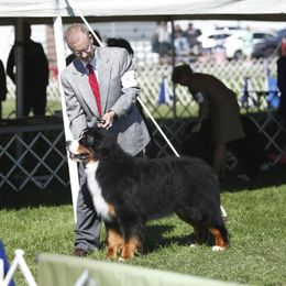 Bernese Mountain Dogs from Midnight Bernese Mountain Dogs