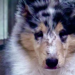 Collies from Fianna Collies