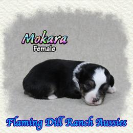 Mokara - Black tri female Toy Australian Shepherd puppy in Forestburg, Texas from Flaming Dill Ranch Aussies