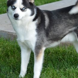 Pomskies and Pugs from Peace Road Puppies