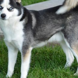 Pomskies and Pugs from Peace Road Puppies