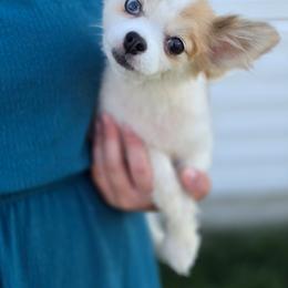 Lexi - Pomeranian